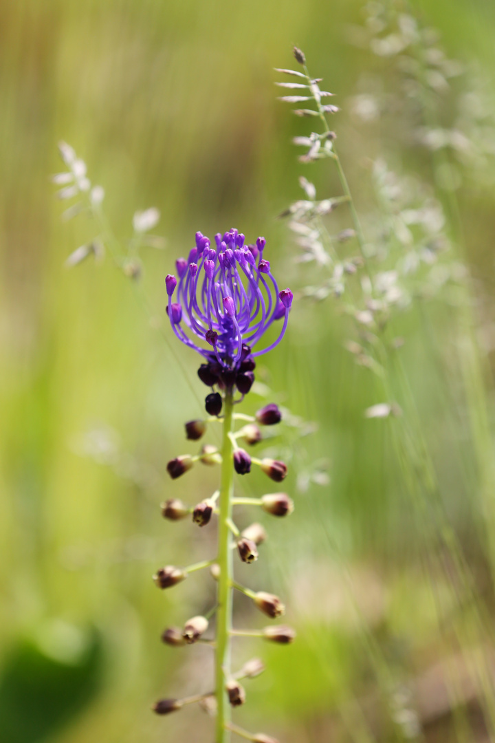 Muscari Comosum (L.) Mill.