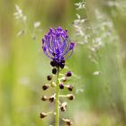 Muscari Comosum (L.) Mill.