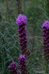 muscari comosum plumosum