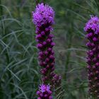 muscari comosum plumosum