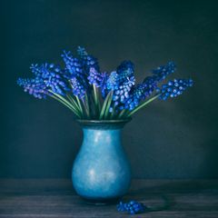 Muscari