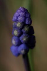 Muscari