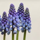 . muscari .