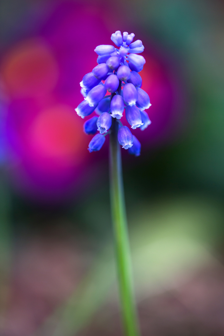 Muscari des jardins 