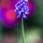 Muscari des jardins 