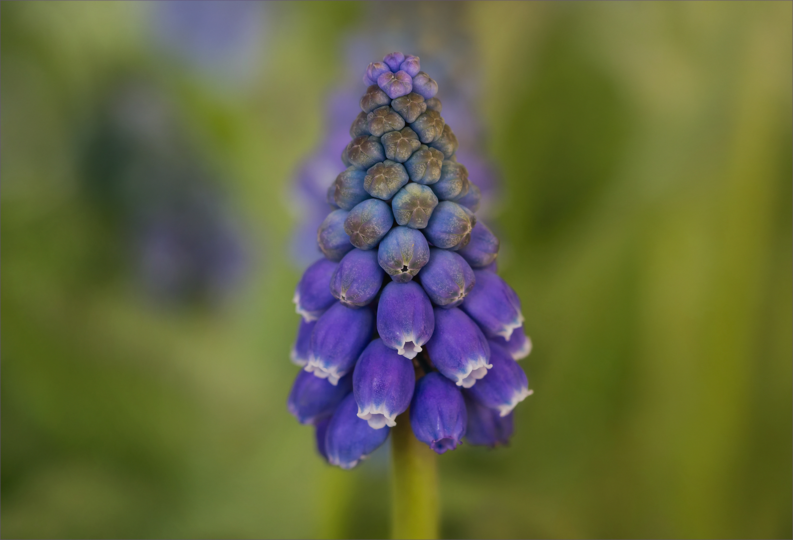 Muscari - Die kleinen Blauen sind auch schon da..