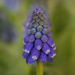 Muscari - Die kleinen Blauen sind auch schon da..