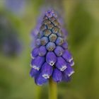 Muscari - Die kleinen Blauen sind auch schon da..