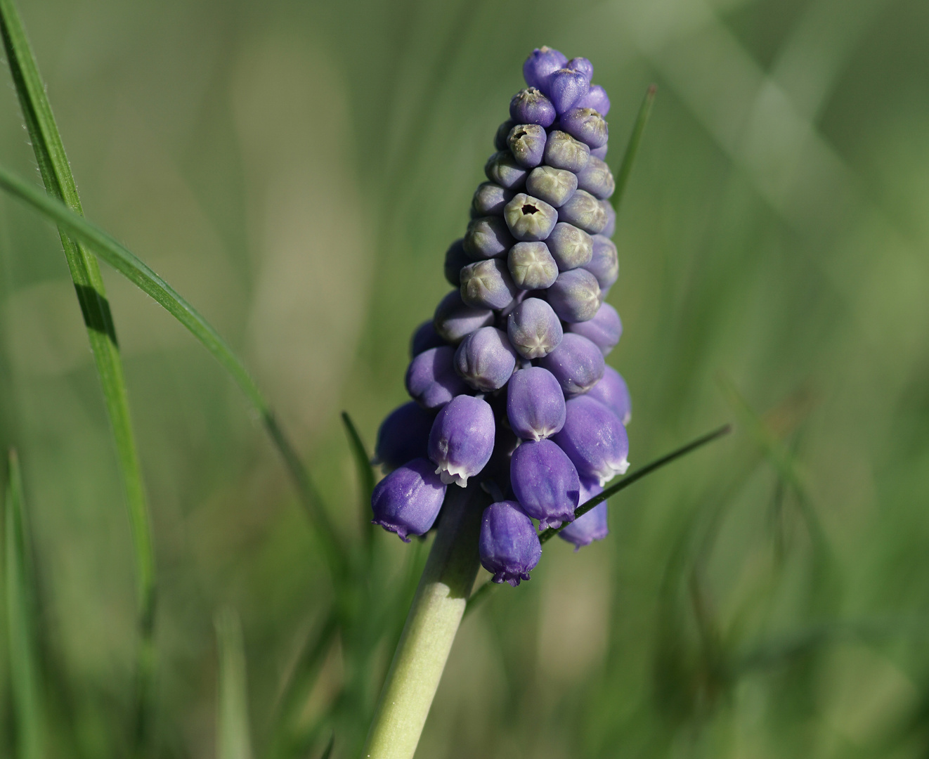 Muscari