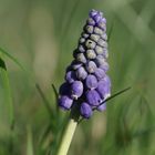 Muscari