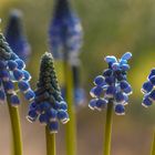 Muscari