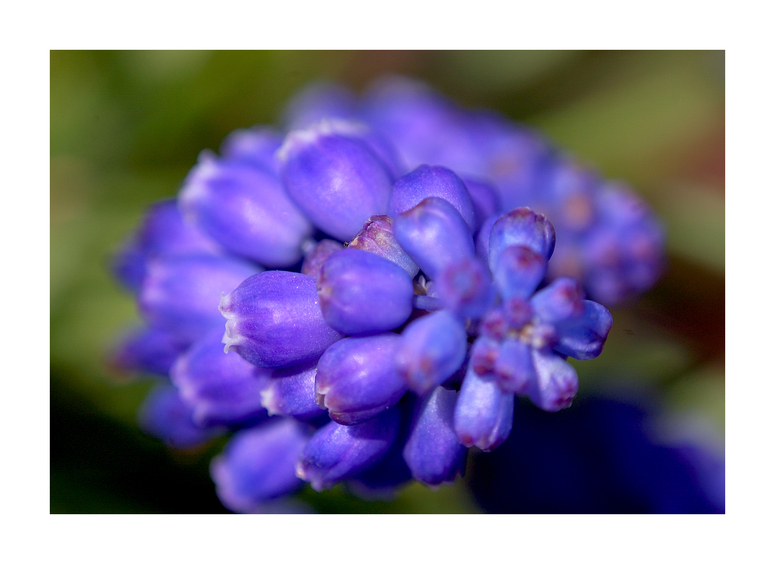 Muscari