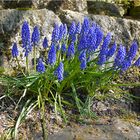 ~ MUSCARI ~