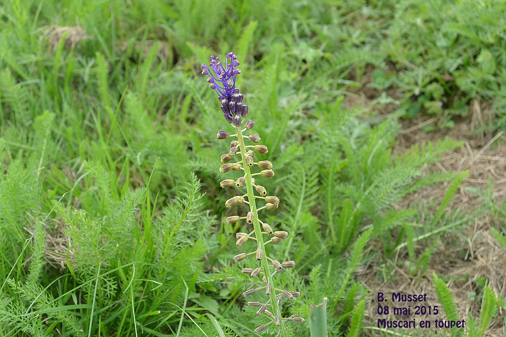 Muscari en toupet