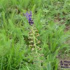 Muscari en toupet