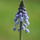 Muscari