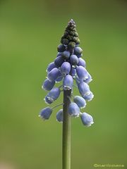 Muscari