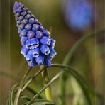 Muscari farbig