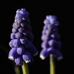 Muscari