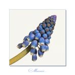 Muscari - ganz schlicht...