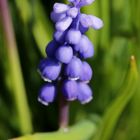 Muscari (Grape hyacinth)