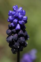 Muscari (Grape hyacinth)