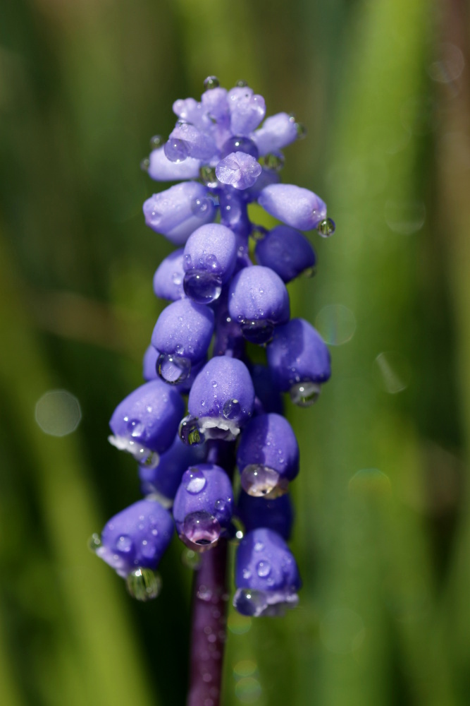 Muscari (grape hyacinth)