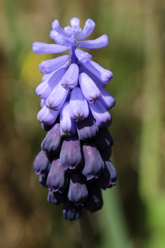 Muscari (Grape hyacinth)