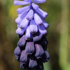 Muscari (Grape hyacinth)