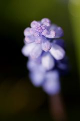 Muscari (Grape hyacinth)