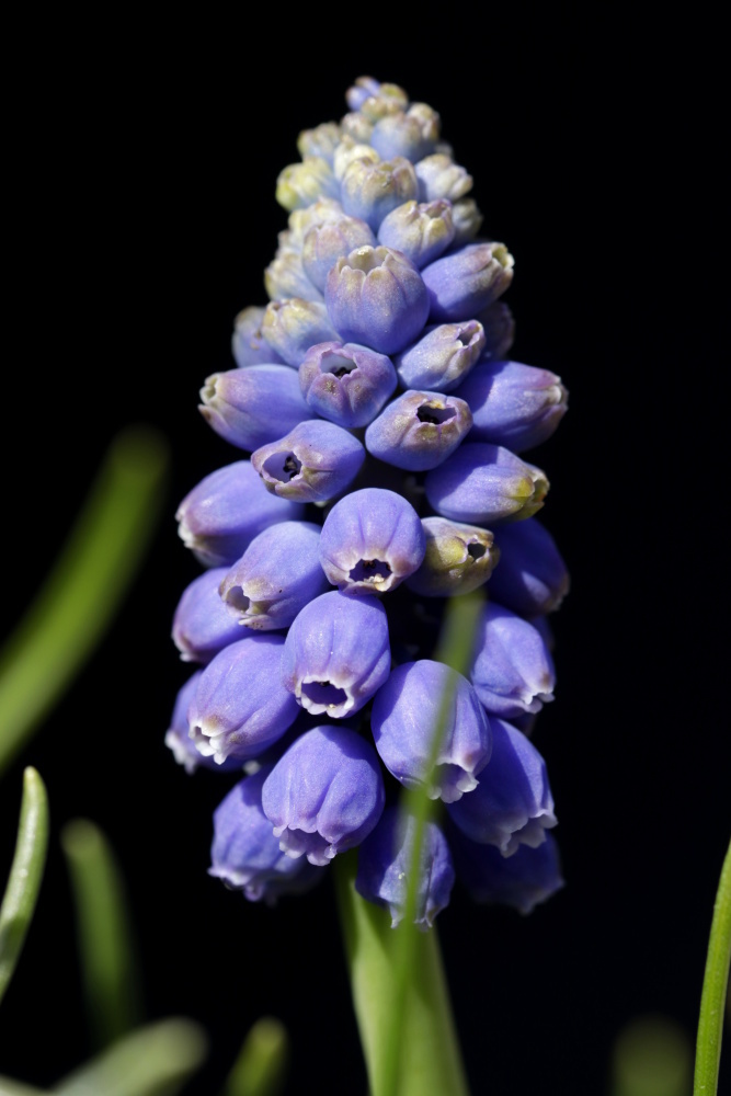 Muscari (grape hyacinth)