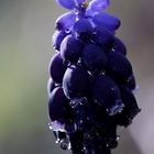 Muscari (Grape hyacinth)