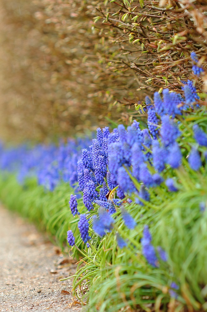 Muscari-Hecke