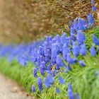 Muscari-Hecke