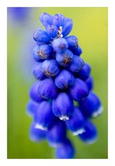 Muscari II