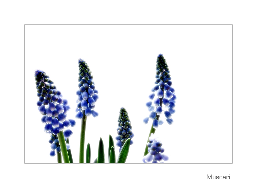 Muscari II