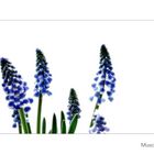 Muscari II