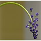 Muscari II