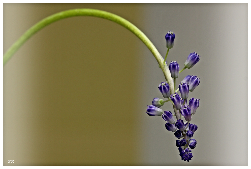 Muscari II