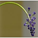 Muscari II