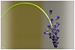 Muscari II