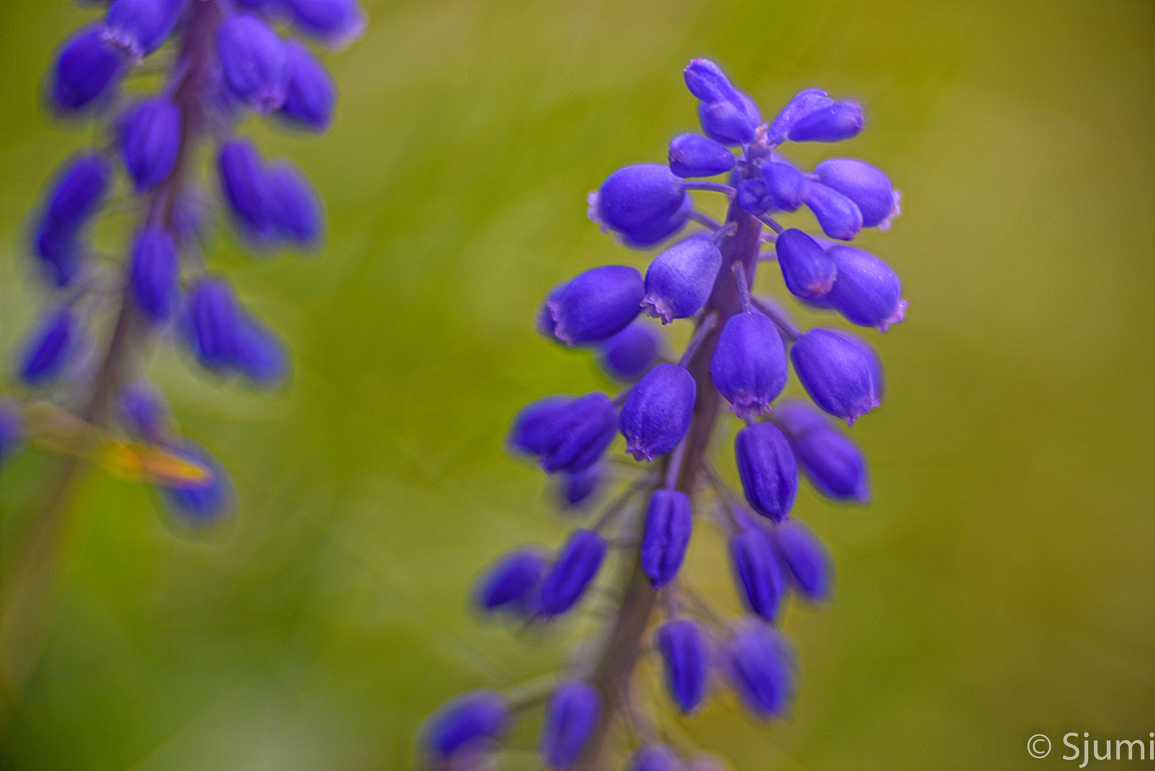 Muscari Impression