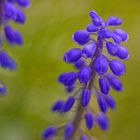 Muscari Impression