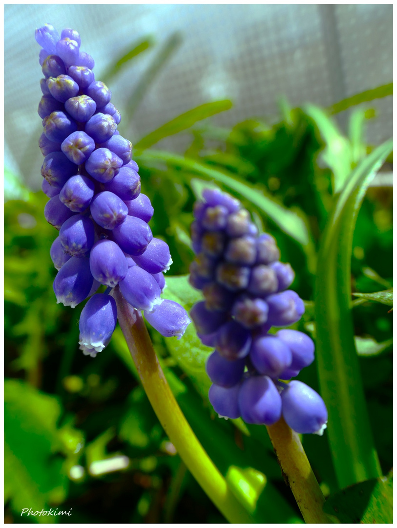 Muscari in der Sonne