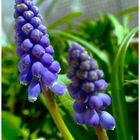 Muscari in der Sonne