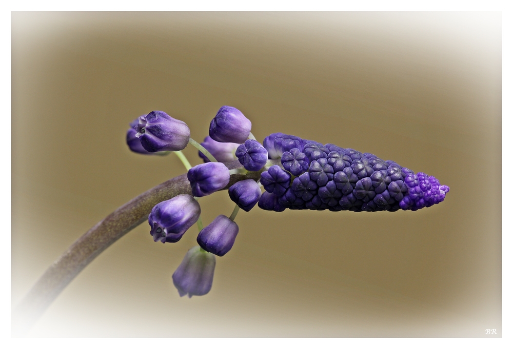 Muscari latifolium