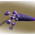 Muscari latifolium