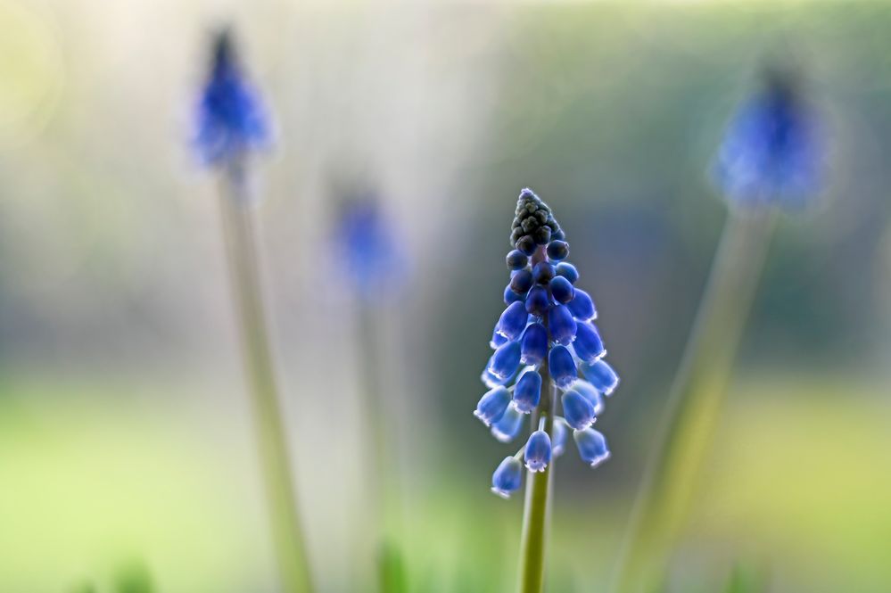 Muscari Lichtzauber