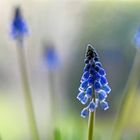 Muscari Lichtzauber