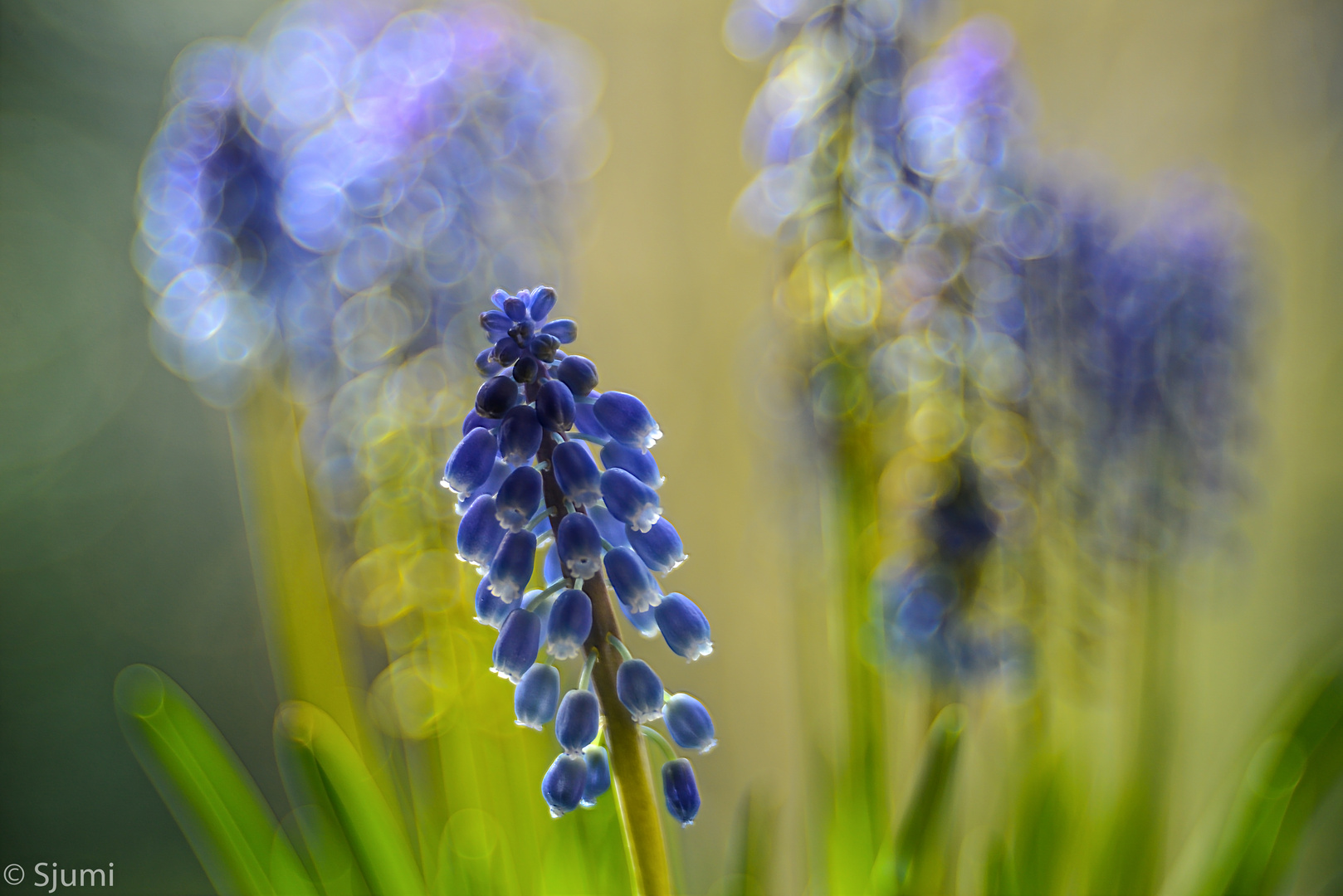 Muscari Lichtzauber